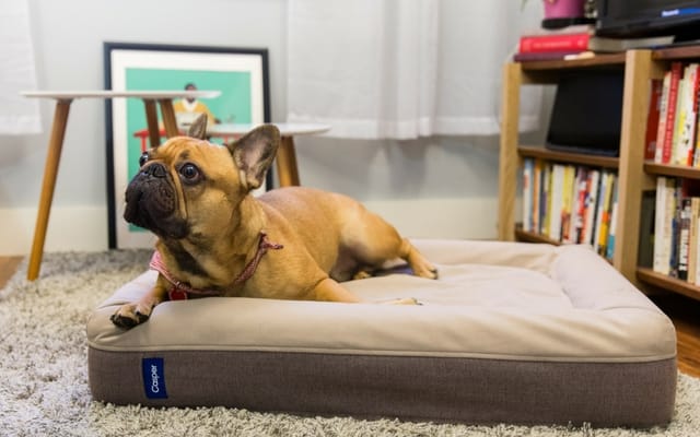 A designer dog bed Casper