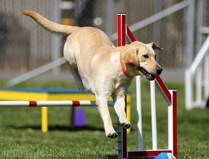 Dog Jumps Over The Obstacles