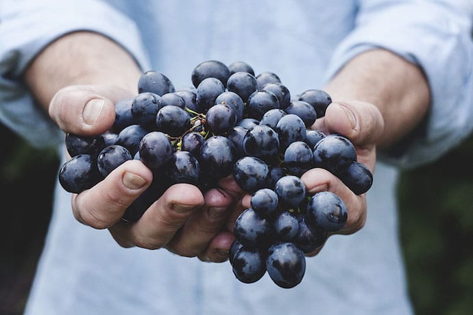 human hands holding grapes