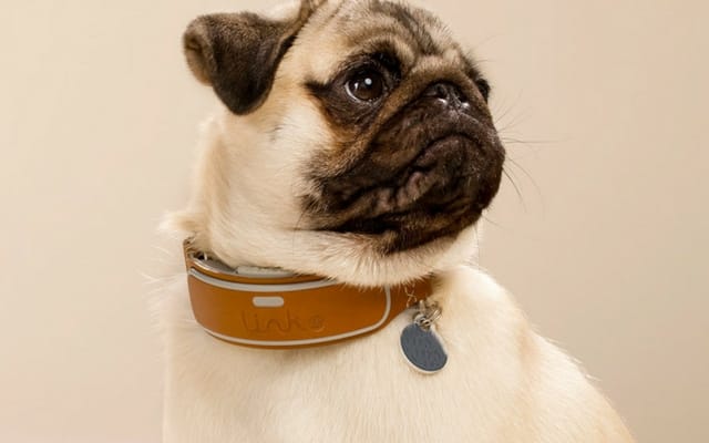 A GPS dog collar LinkAKC