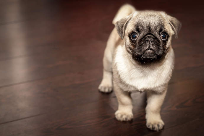 Cute pug puppy