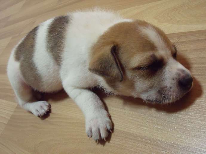 Sleeping Puppy