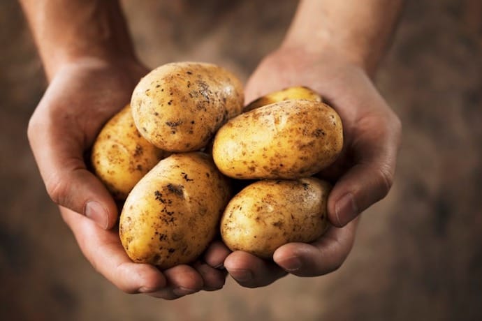 Unripe Potatoes