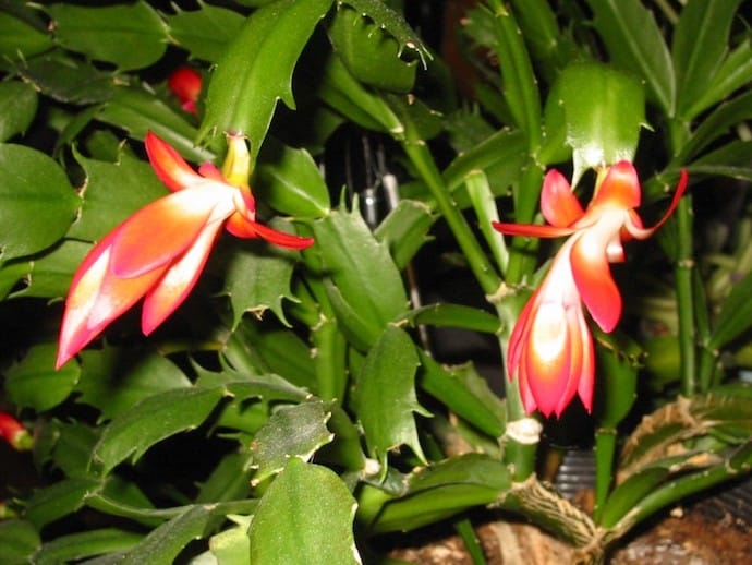 Image of the Christmas Cactus plant