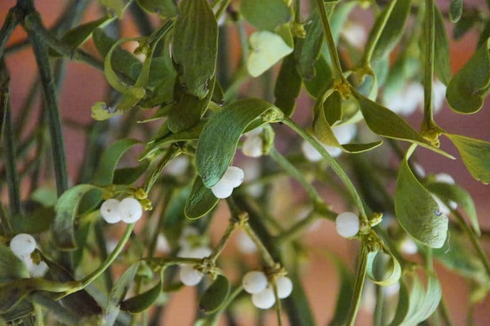 Holiday Plants Poisonous To Pets: Poinsettias, Cactus ...