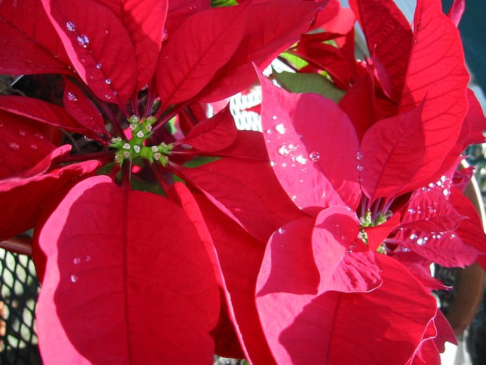 Image of the Poinsettia plant