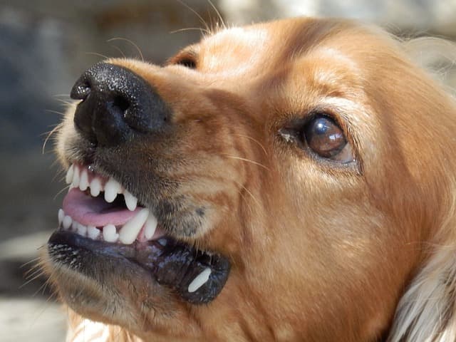Image result for Aggressive Behavior in dogs