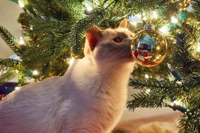 8 Steps to Cat-Proof and Dog-Proof Your Christmas Tree