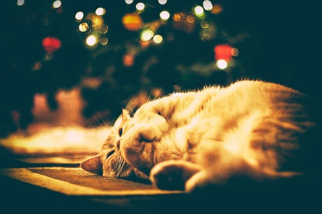 cat sleeping under christmas tree