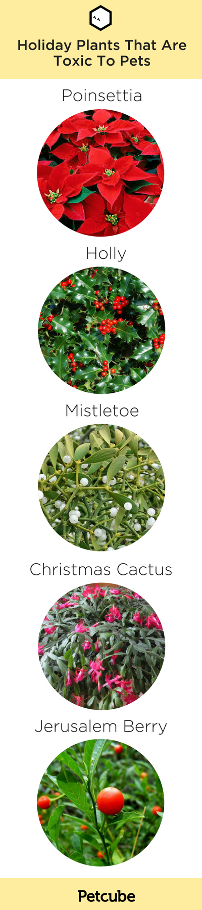 Holiday Plants Poisonous To Pets Poinsettias Cactus Mistletoe