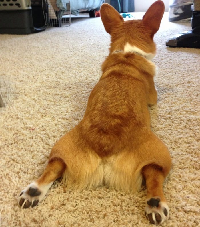 why-do-dogs-lay-with-their-back-legs-out