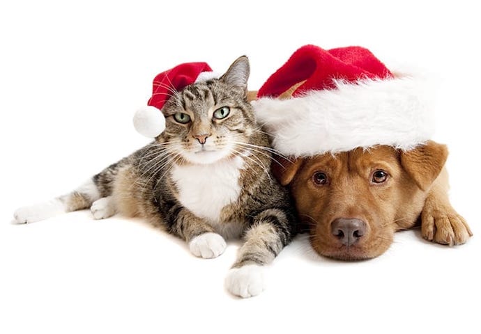 cat and dog christmas