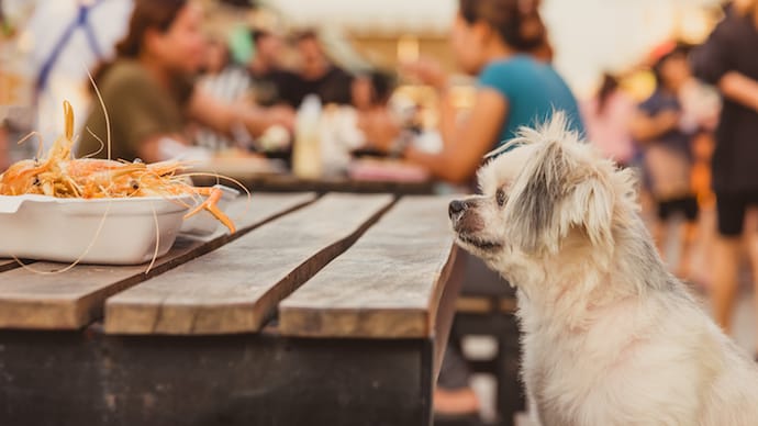 Dog and Shrimps on a table