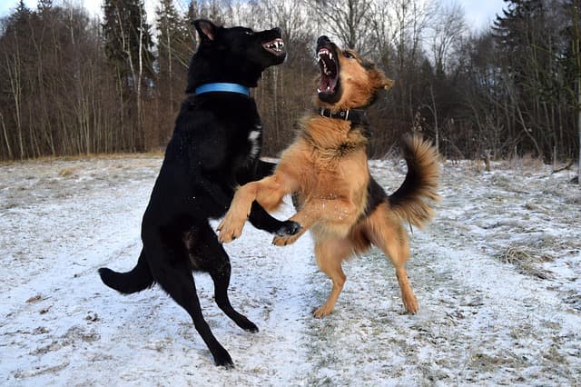 dealing with fear aggression in dogs