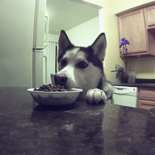 dog takes food off counte