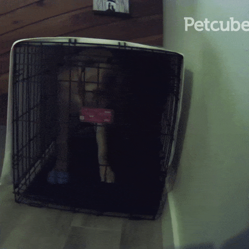 dog escaping kennel