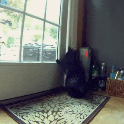 cat escaping door