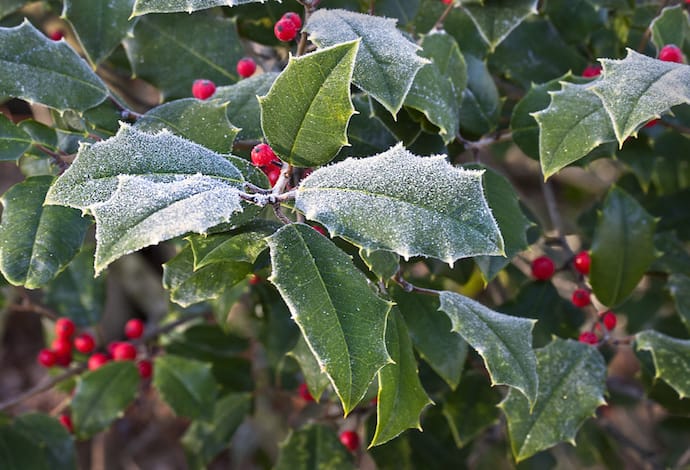 are holly bushes poisonous to dogs