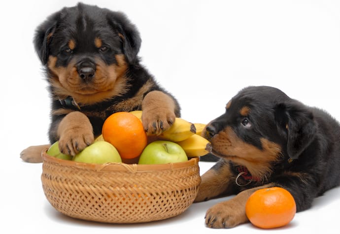puppies and fruits