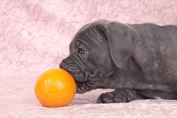 Citrus Fruit: Can Dogs Have Oranges, Tangerines, or ...