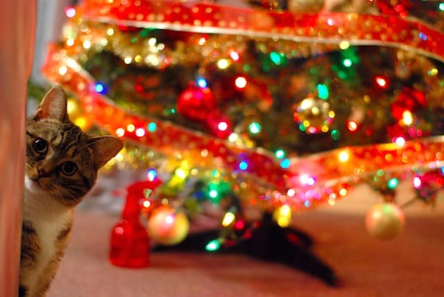 cat-proof christmas tree