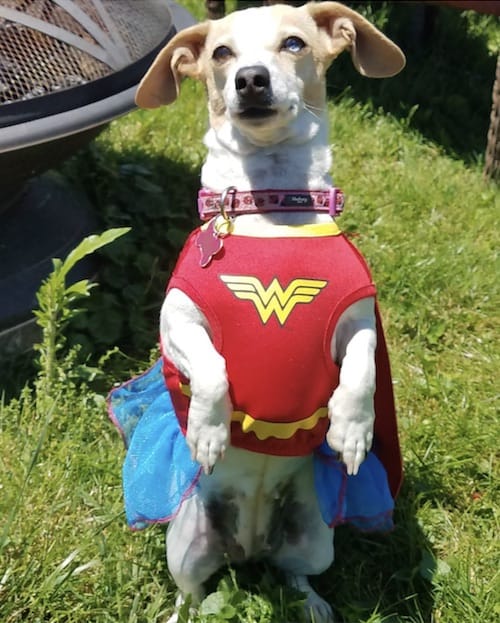 wonder woman dog