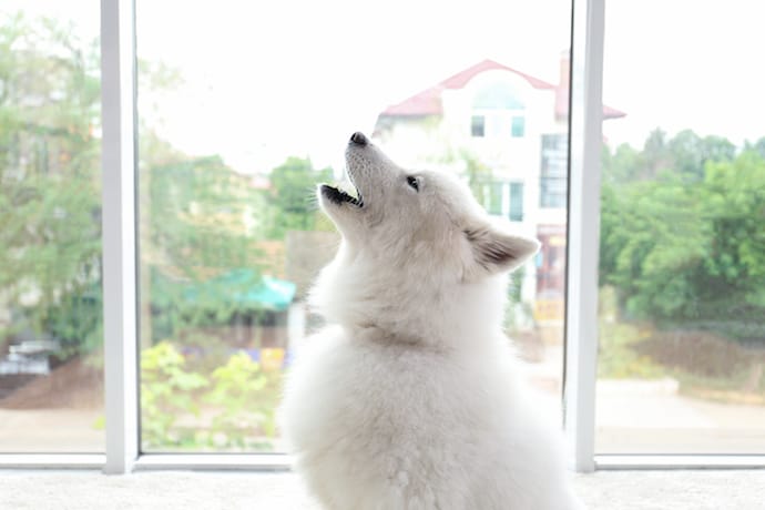 Mugissement de chien blanc