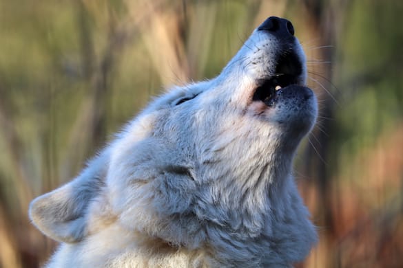 Why Is My Puppy Howling At Night All Of A Sudden