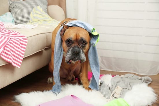 5 Ways To Dog-Proof Your House
