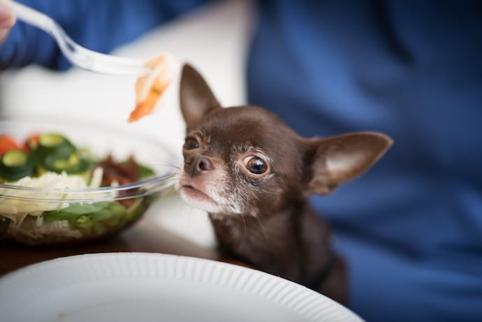 Can Dogs Eat Shrimp?  