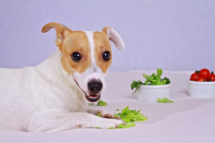 Dogs and Lettuce: Benefits for Dogs, Safety and Risks