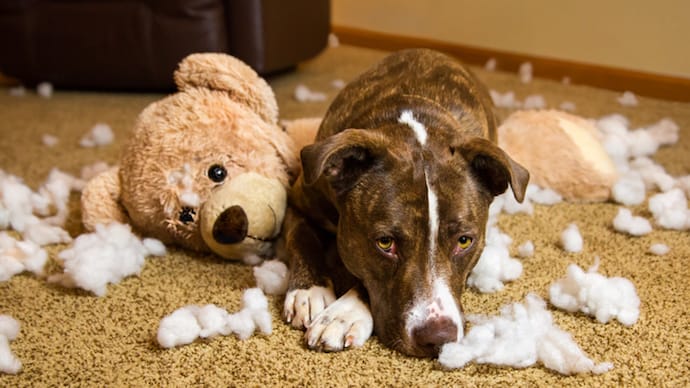 puppy proof your house