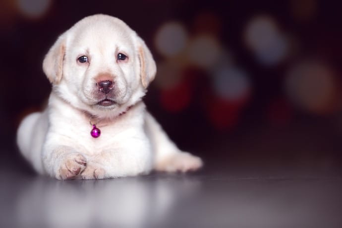 How to puppy-proof your home eBook