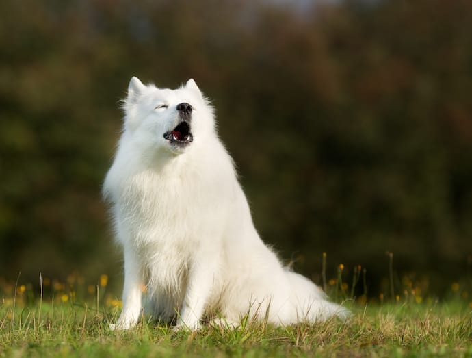 White dog howling