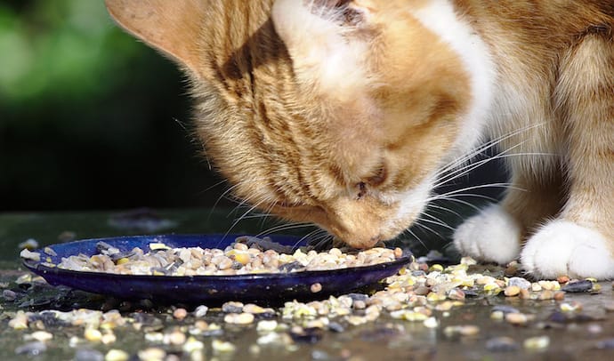 cat eating food