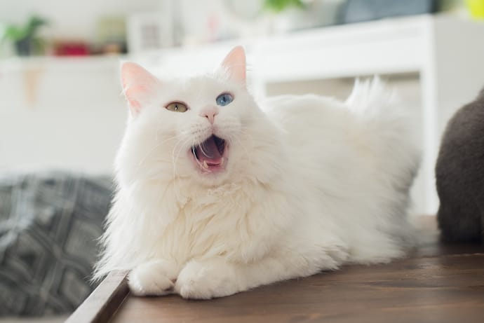 What Your Cat's Behaviors, Body Language, and Sounds Mean - PetHelpful