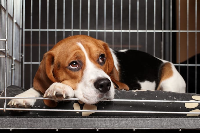 crate dog puppy beagle sad leaving training alone while alternatives