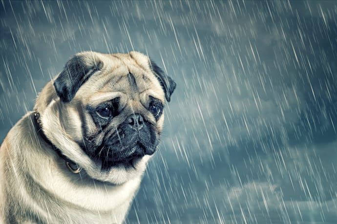 dogs with separation anxiety breeds