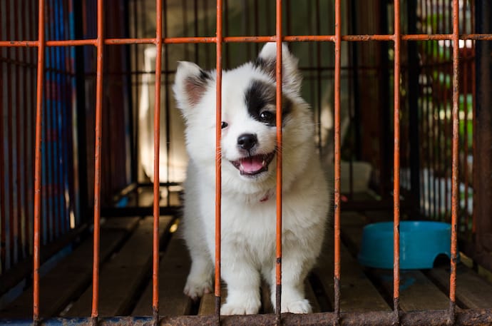 Cute Puppy in a Crate