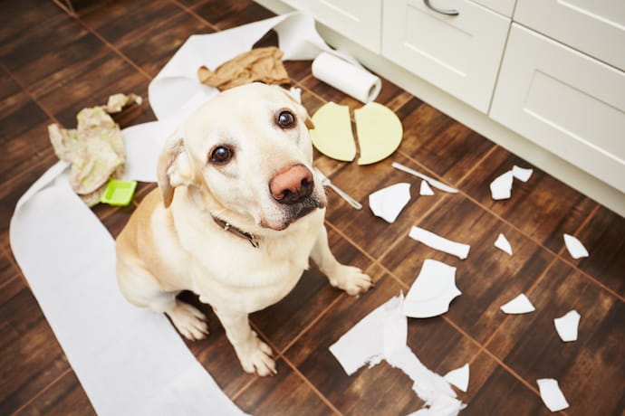 how to teach dog not to chew shoes