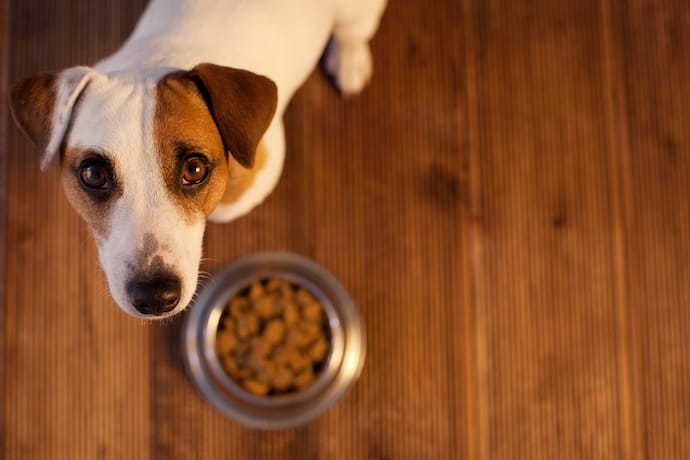 My Dog Won't Eat Common Causes and Best Solutions