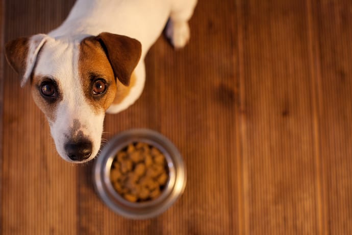 dog is not interested in food