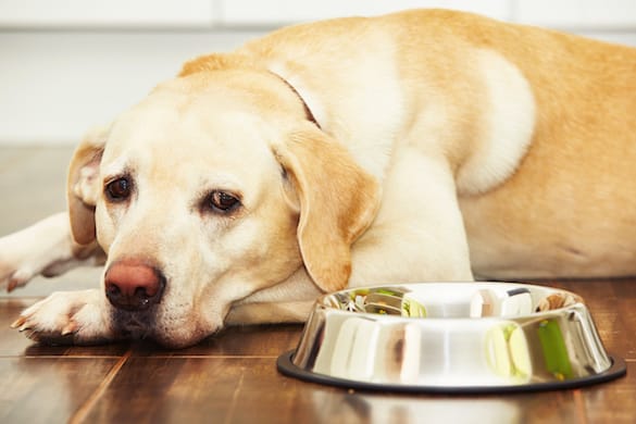 puppy wont eat his food