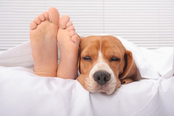 Dog on a bed with human legs