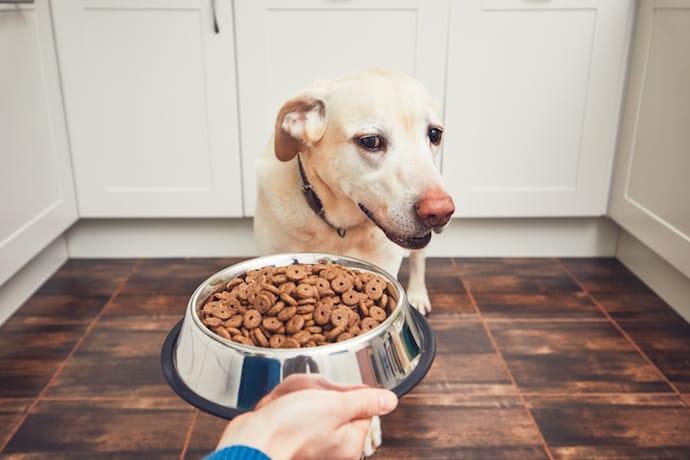 Dog not eating his food from a bowl