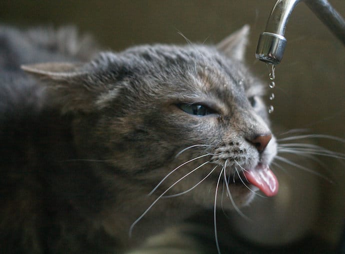 The Importance of Water for Cats and Dogs