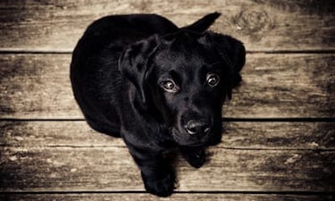 what is the process for adopting a dog