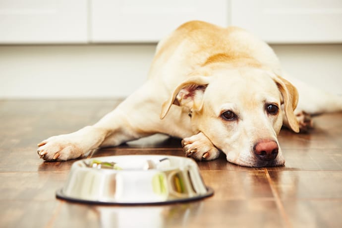 dog not eating for 2 days