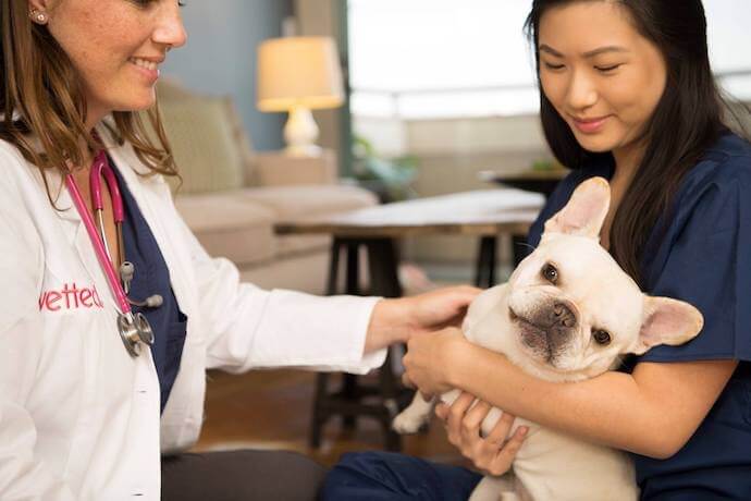 Vet visit with a puppy