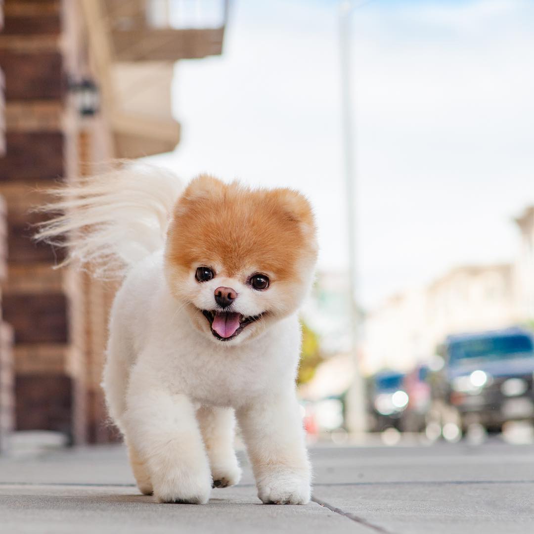 Cute dog haircut